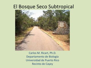 El Bosque Seco Subtropical




       Carlos M. Ricart, Ph.D.
     Departamento de Biología
     Universidad de Puerto Rico
         Recinto de Cayey
 
