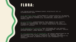 F L O R A :
L A S P R I N C I P A L E S F O R M A C I O N E S V E G E T A L E S D E L A
E C O R R E G I Ó N S O N :
1 ) E L B O S Q U E S E C O , C O N Á R B O L E S C A D U C I F O L I O Y P L A N T A S
E P Í F I T A S , Q U E D E P E N D E D E L A S L L U V I A S . A Q U Í D E S T A C A N : E L
C E I B O , A N G O L O , P O R O T I L L O , G U A Y A C Á N , H U A L T A C O Y
P A P E L I L L O .
2 ) L A S A B A N A , C O N F O R M A D A P O R Á R B O L E S D E S A P O T E ,
F A I Q U E Y A L G A R R O B O , Q U E S E D E S A R R O L L A E N L A S
P L A N I C I E S . D E S T A C A N : E L C E I B O , H U A L T A C O , A L G A R R O B O ,
S A P O T E Y F A I Q U E .
3 ) E L B O S Q U E D E G A L E R Í A Q U E D E P E N D E D E L A S A G U A S
S U B T E R R Á N E A S . D E S T A C A N : E L A L G A R R O B O , F A I Q U E , S A U C E ,
P Á J A R O B O B O , C A Ñ A B R A V A Y C A R R I Z O .
4 ) L O S B O S Q U E S D E A L G A R R O B O , D E G R A N I M P O R T A N C I A E N
L A E C O R R E G I Ó N P U E S C O N T R O L A E L A V A N C E D E L O S
D E S I E R T O S Y L A S D U N A S , P R O V E E D E A B O N O O R G Á N I C O A L
A G R O Y B R I N D A A L I M E N T A C I Ó N A L O S H O M B R E S Y A L
G A N A D O .
 