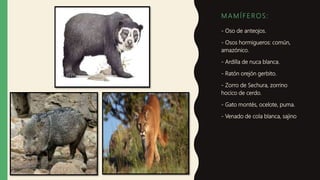 M A M Í F E R O S :
- Oso de anteojos.
- Osos hormigueros: común,
amazónico.
- Ardilla de nuca blanca.
- Ratón orejón gerbito.
- Zorro de Sechura, zorrino
hocico de cerdo.
- Gato montés, ocelote, puma.
- Venado de cola blanca, sajino
 