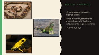 R E P T I L E S Y A N F I B I O S :
- Iguana, pacaso, camaleón,
lagartija, saltojo.
- Boa, macanche, serpiente de
coral, culebra del sol, culebra
gato, serpiente ciega, sancarranca.
- Cololo, oye-oye.
 