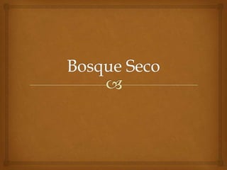 Bosque seco vs el yunque by ale and omar