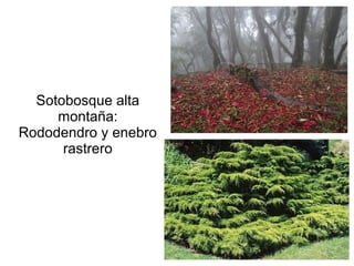 Sotobosque alta
montaña:
Rododendro y enebro
rastrero

 