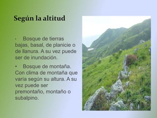 Según la altitud
• Bosque de tierras
bajas, basal, de planicie o
de llanura. A su vez puede
ser de inundación.
• Bosque de montaña.
Con clima de montaña que
varía según su altura. A su
vez puede ser
premontaño, montaño o
subalpino.
 