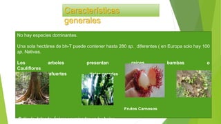 Características
generales
No hay especies dominantes.
Una sola hectárea de bh-T puede contener hasta 280 sp. diferentes ( en Europa solo hay 100
sp. Nativas.
Los arboles presentan raíces bambas o
Cauliflores
tablares contrafuertes Hojas grandes
Frutos Carnosos
Cutícula delgada, Ápices acuminados en las hojas
 