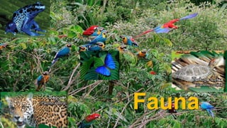 Fauna
 