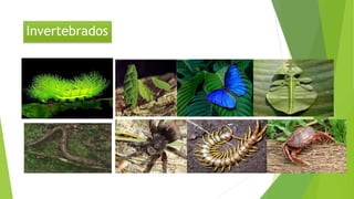 Invertebrados
 