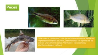 En las charcas, quebradas y ríos que atraviesan el bosque habita una
sorprendente cantidad de peces, predominando las especies de los
órdenes Characiformes (peces “normales”, con escamas) y
Siluriformes (bagres y afines)
Peces
 
