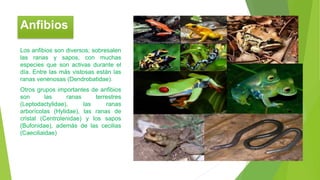 Los anfibios son diversos; sobresalen
las ranas y sapos, con muchas
especies que son activas durante el
día. Entre las más vistosas están las
ranas venenosas (Dendrobatidae).
Otros grupos importantes de anfibios
son las ranas terrestres
(Leptodactylidae), las ranas
arborícolas (Hylidae), las ranas de
cristal (Centrolenidae) y los sapos
(Bufonidae), además de las cecilias
(Caeciliaidae)
Anfibios
 