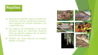  especies de serpientes, algunas de ellas muy
venenosas como por ejemplo las mapanás y
otras especies de la familia Viperidae y las
corales (Micrurus)
 Los lagartos son abundantes y van desde
diminutos gecos de costumbres nocturnas
hasta las grandes iguanas que se asolean
junto a los cursos de agua.
 También hay varias especies de tortugas,
babillas y caimanes
Reptiles
 