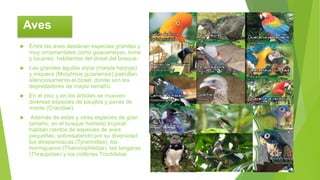 Aves
 Entre las aves destacan especies grandes y
muy ornamentales como guacamayas, loros
y tucanes, habitantes del dosel del bosque.
 Las grandes águilas arpía (Harpia harpyja)
y miquera (Morphnus guianensis) patrullan
silenciosamente el dosel, donde son los
depredadores de mayor tamaño.
 En el piso y en los árboles se mueven
diversas especies de paujiles y pavas de
monte (Cracidae).
 Además de estas y otras especies de gran
tamaño, en el bosque húmedo tropical
habitan cientos de especies de aves
pequeñas, sobresaliendo por su diversidad
los atrapamoscas (Tyrannidae), los
hormigueros (Thamnophilidae), las tangaras
(Thraupidae) y los colibríes Trochilidae.
Aves
 