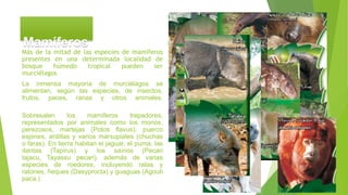 Más de la mitad de las especies de mamíferos
presentes en una determinada localidad de
bosque húmedo tropical pueden ser
murciélagos
La inmensa mayoría de murciélagos se
alimentan, según las especies, de insectos,
frutos, peces, ranas y otros animales.
Sobresalen los mamíferos trepadores,
representados por animales como los monos,
perezosos, martejas (Potos flavus), puerco
espines, ardillas y varios marsupiales (chuchas
o faras). En tierra habitan el jaguar, el puma, las
dantas (Tapirus) y los saínos (Pecari
tajacu, Tayassu pecari), además de varias
especies de roedores, incluyendo ratas y
ratones, ñeques (Dasyprocta) y guaguas (Agouti
paca.)
Mamíferos
 