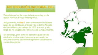 Extendido por las llanuras de la Amazonía y por la
región Pacífica (Chocó biogeográfico.)
Antiguamente, los bh-T eran extensos en las laderas
bajas de las cordilleras andinas y de la Sierra Nevada
de Santa Marta, por debajo de 1000 m.s.n.m. y a lo
largo del río Magdalena y otros ríos de la región Caribe.
Sin embargo, gran parte de estos bosques ha sido
eliminada por los seres humanos y ahora sólo se
encuentran como pequeños fragmentos dispersos en
zonas de potreros.
DISTRIBUCIÓN NACIONAL DEL
bh-T
 