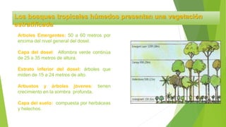 Los bosques tropicales húmedos presentan una vegetación
estratificada
Arboles Emergentes: 50 a 60 metros por
encima del nivel general del dosel.
Capa del dosel: Alfombra verde continúa
de 25 a 35 metros de altura.
Estrato inferior del dosel: árboles que
miden de 15 a 24 metros de alto.
Arbustos y árboles jóvenes: tienen
crecimiento en la sombra profunda.
Capa del suelo: compuesta por herbáceas
y helechos.
 