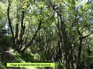 Fraga de Cabana Vella (Os Ancares) 