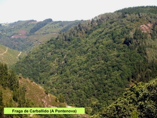 Fraga de Carballido (A Pontenova) 