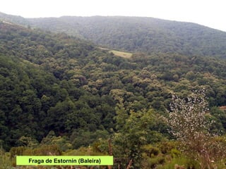 Fraga de Estornín (Baleira) 