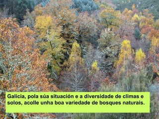 Galicia, pola súa situación e a diversidade de climas e solos, acolle unha boa variedade de bosques naturais. 