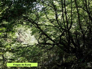 Fragas do Eume 