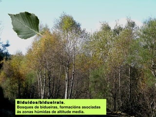 Biduídos/bidueirais .  Bosques de bidueiras, formacións asociadas ás zonas húmidas de altitude media. 
