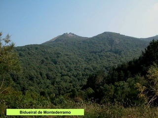 Bidueiral de Montederramo 