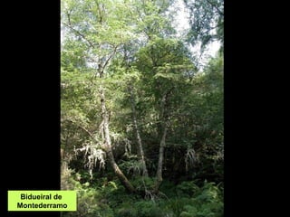 Bidueiral de  Montederramo 