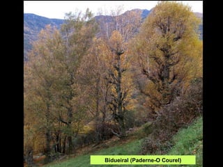 Bidueiral (Paderne-O Courel) 