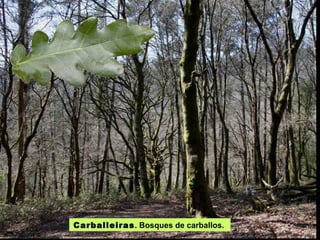 Carballeiras . Bosques de carballos.  