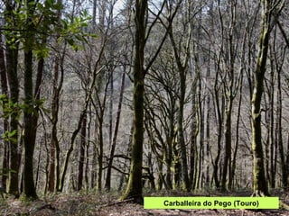 Carballeira do Pego (Touro) 