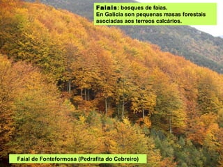Faiais : bosques de faias. En Galicia son pequenas masas forestais asociadas aos terreos calcários. Faial de Fonteformosa (Pedrafita do Cebreiro) 