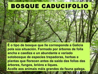 É o tipo de bosque que lle corresponde a Galicia pola súa situación. Formado por árbores de folla ancha e caediza e un abundante e variado sotobosque de especies trepadoras, herbas e plantas que florecen antes da saída das follas das árbores, fungos, brións e liques.  Acolle aos animais máis grandes da fauna galega. BOSQUE CADUCIFOLIO 