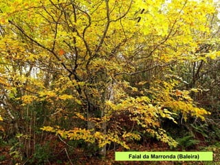 Faial da Marronda (Baleira) 