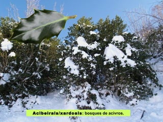 Acibeirais/xardoais : bosques de acivros. 