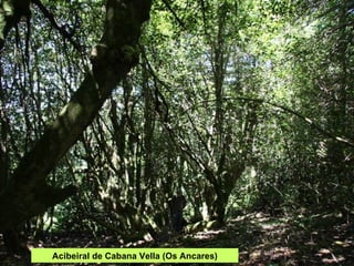 Acibeiral de Cabana Vella (Os Ancares) 