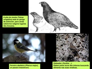 A pita do monte  (Tetrao urogallus)  está en perigo de extinción, pero aínda sobrevive nalgúns lugares dos Ancares. Gabeador  (Certhia ...).   Gabea polos toros das árbores buscando alimento nas súas rendixas. Ferreiro abelleiro  (Pharus major),  un paxaro insectivoro. 