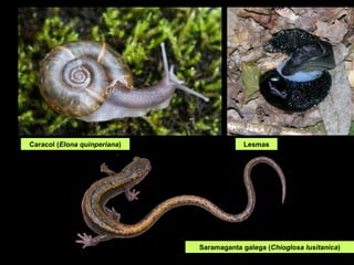 Caracol ( Elona quinperiana ) Saramaganta galega ( Chioglosa lusitanica ) Lesmas 