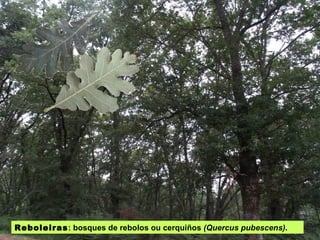 Reboleiras : bosques de rebolos ou cerquiños  (Quercus pubescens) . 