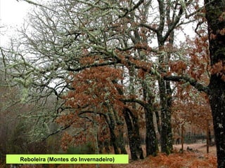 Reboleira (Montes do Invernadeiro) 