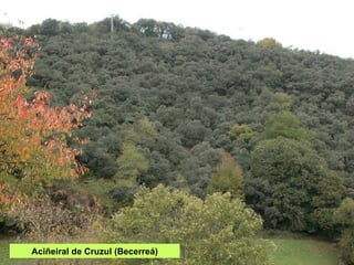 Aciñeiral de Cruzul (Becerreá) 