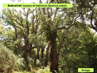 Sobreiral : bosque de Sobreiras (Quercus suber) Arnego 