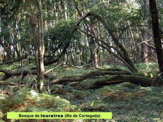 Bosque de  loureiros  (Illa de Cortegada) 
