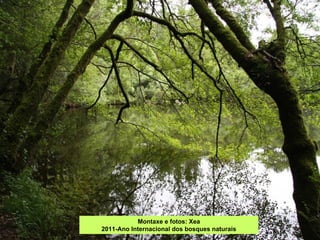 Montaxe e fotos: Xea 2011-Ano Internacional dos bosques naturais 