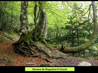 Devesa de Rogueira-O Courel 
