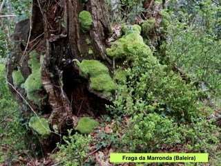 Fraga da Marronda (Baleira) 