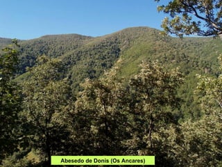 Abesedo de Donís (Os Ancares) 