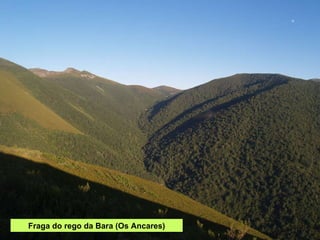 Fraga do rego da Bara (Os Ancares) 