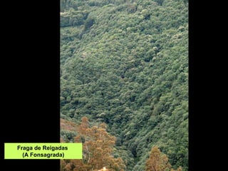 Fraga de Reigadas  (A Fonsagrada) 