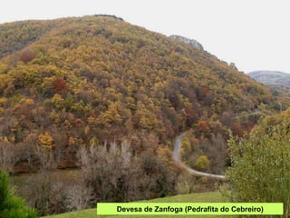 Devesa de Zanfoga (Pedrafita do Cebreiro) 
