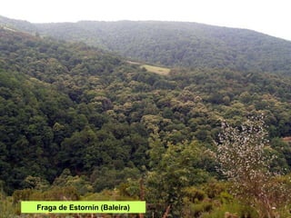 Fraga de Estornín (Baleira) 