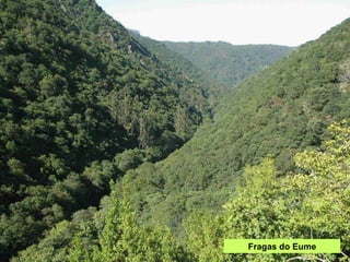 Fragas do Eume 