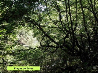 Fragas do Eume 